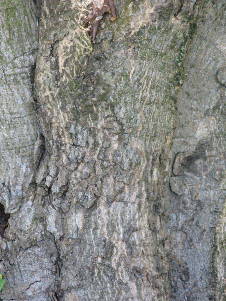              Bark (Winter Haven, FL)       